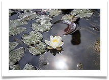 Water Lily - Russ Lambert